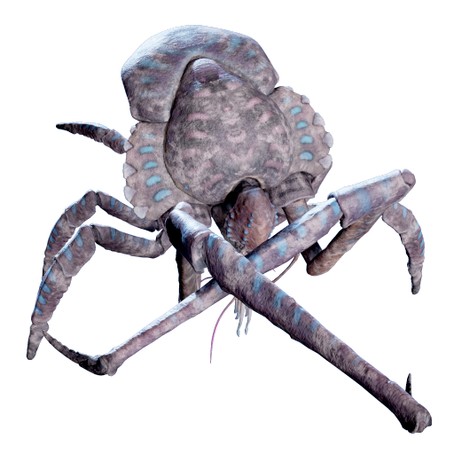 Coral Crab